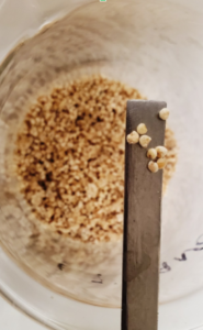 איור 1. מדבק גרגרי של פוזריום