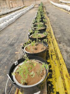 טיפולי אוזון להשקיה אגרו-אקולוגית חקלאות בהשקיה